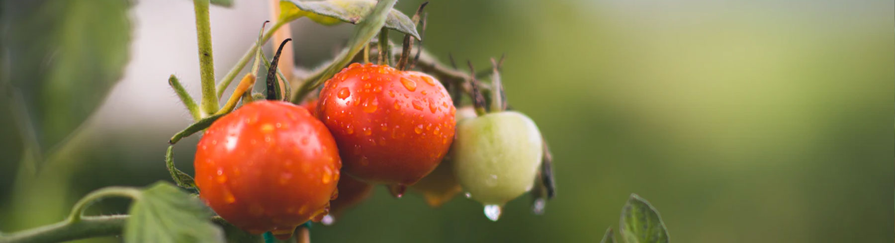 Tomato – Page 4 – Paramount Seeds Inc