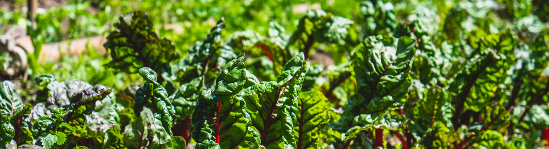 Multileaf Lettuce Seeds by Paramount Seeds – Paramount Seeds Inc