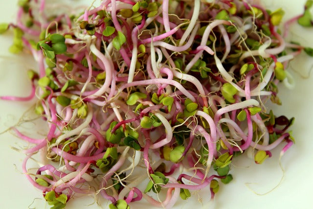 china rose radish sprouting seeds Radish China Rose