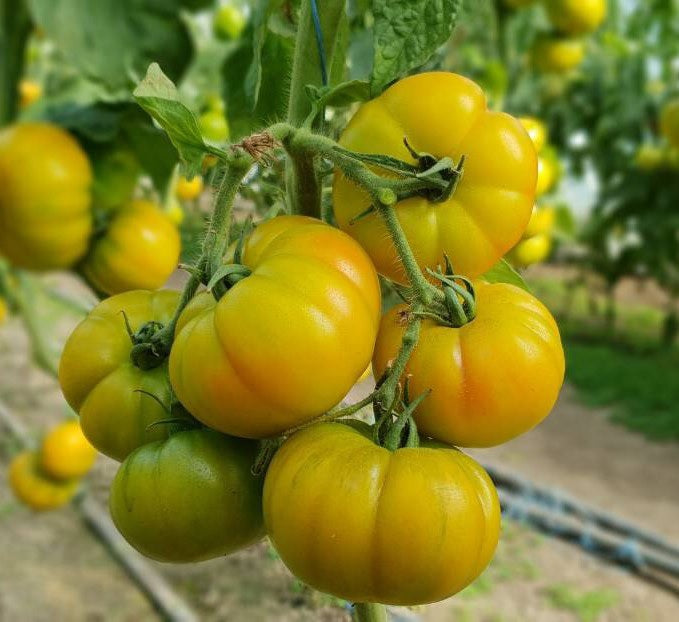 planting beefsteak tomatoes from seed 24 Karat Beefsteak Tomato Seeds