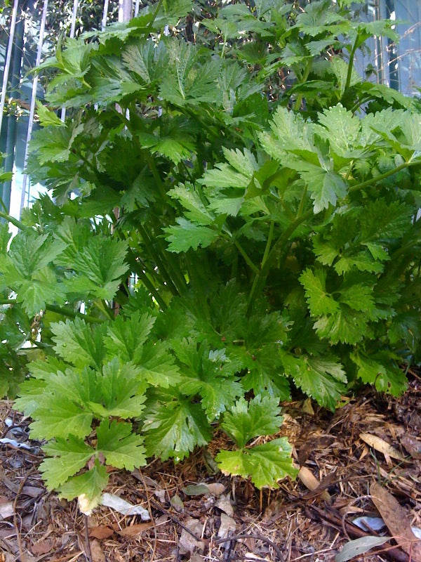 celery seed for planting Celery