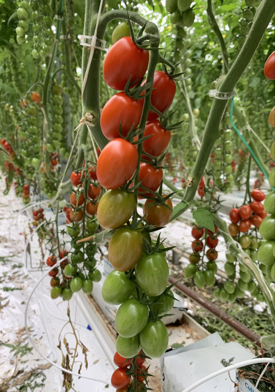 indoor grape tomato plant DR4167TC F1 Grape Tomato – Paramount Seeds Inc