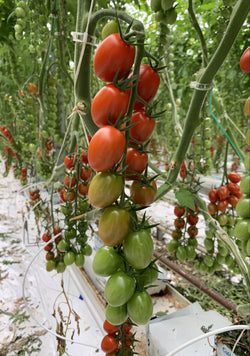 DR4167TC  F1 Grape Tomato