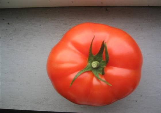 Red Slicer Tomato – New South Memphis