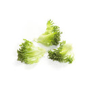 Dunand F1 Crystal Lettuce (RZ 44-22) Pelleted seed