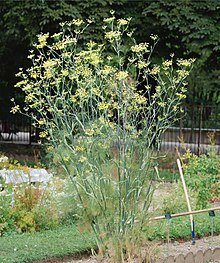 planting fennel from seeds Fennel – Paramount Seeds Inc