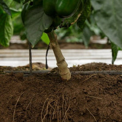 Foundation F1  Pepper Rootstock (RZ 52-03)
