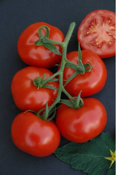 █tomato★ Jet Star F1 Tomato Seeds - Easy to Grow Sweet Tomatoes - Cool