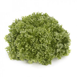 Lalique F1 Crystal Lettuce (RZ 44-17) Pelleted seed