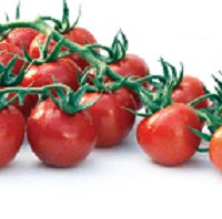 Mai Tai F1 Cocktail Tomato | Paramount Seeds Inc