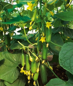 cucumber plants from seeds Parakeet F1 Mini (Baby) Cucumber