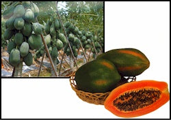 Red Lady 786 F1 Papaya Seed — Commercial Variety | Paramount Seeds