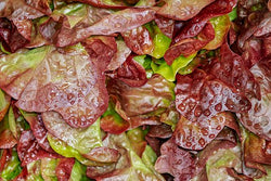 Salad Bowl Lettuce (Red)