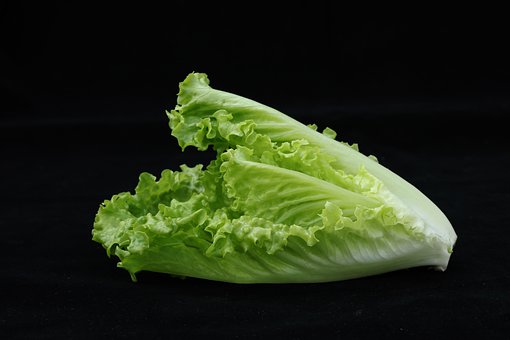 Monte Carlo F1 Romaine (Untreated, pelleted seed) – Paramount
