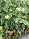 Sunfresh F1  Beefsteak Tomato