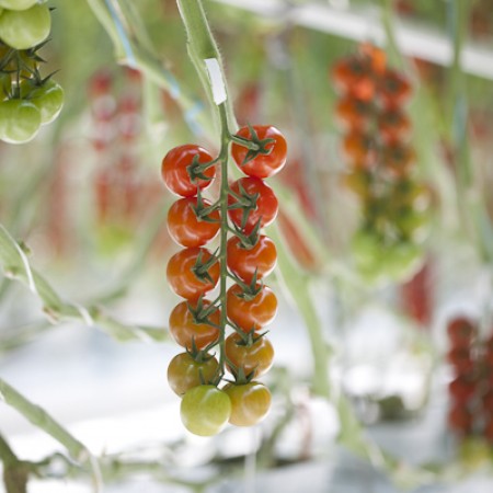 Tastery F1 Cherry Tomato (RZ 72-136) | Paramount Seeds Inc