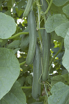 Bologna F1 Long Dutch Cucumber