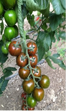 tiger lily tomatoes Tiger F1 Striped Cocktail Tomato