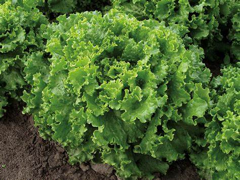 Bergam's Green Leaf Lettuce — dark green batavia variety from Enza Zaden