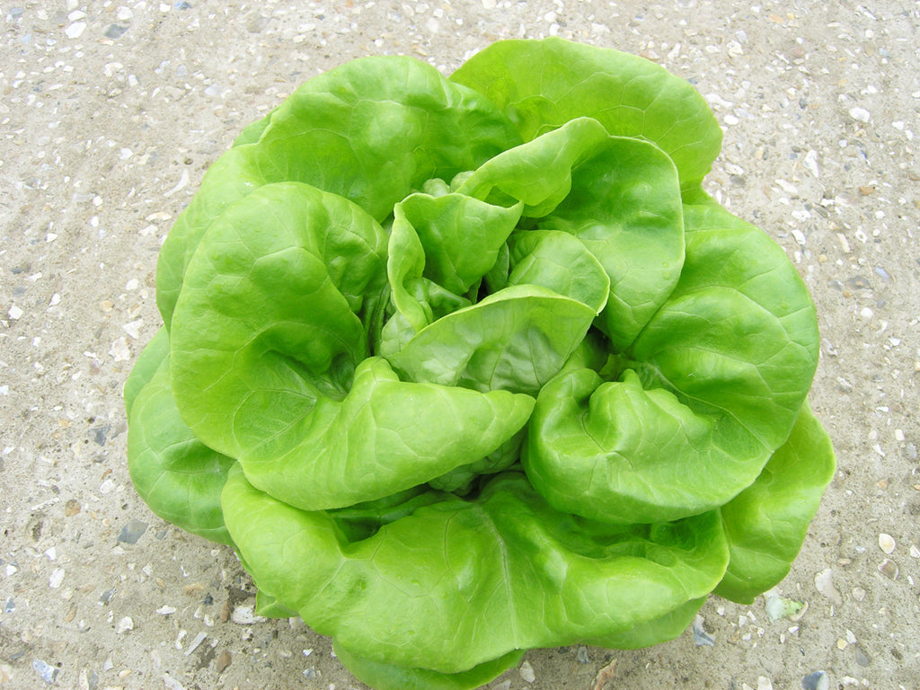Butterhead Lettuce Varieties from Paramount Seeds: A Grower's Guide