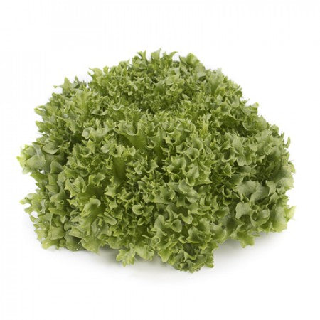 Crystal lettuce varieties from Paramount Seeds — red and green ice lettuce