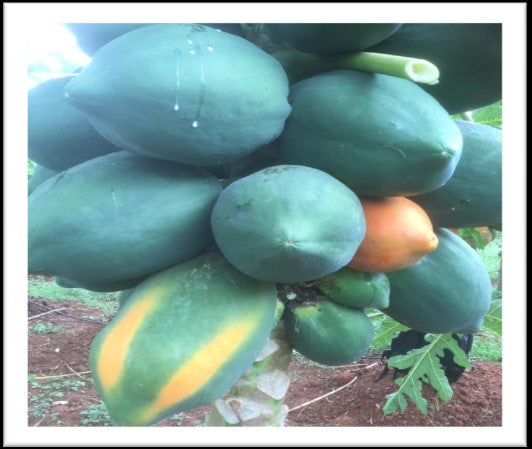 Red Nemesis F1 Papaya
