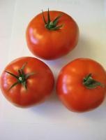 Torero F1 Beefsteak Tomato — Paramount Seeds