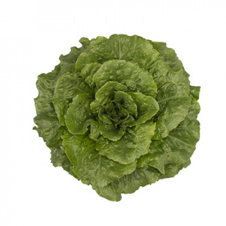 Tacitus F1 Romaine Lettuce head — dark green open heart variety by Paramount Seeds