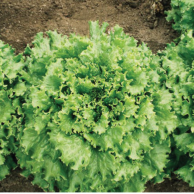 Muir Greenleaf Lettuce (Batavia) pelleted seed
