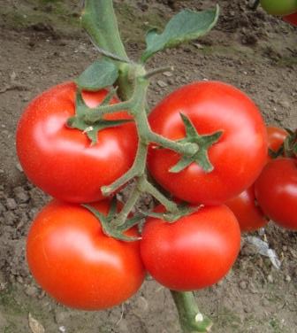 Geronimo F1 Beefsteak Tomato - Paramount Seeds