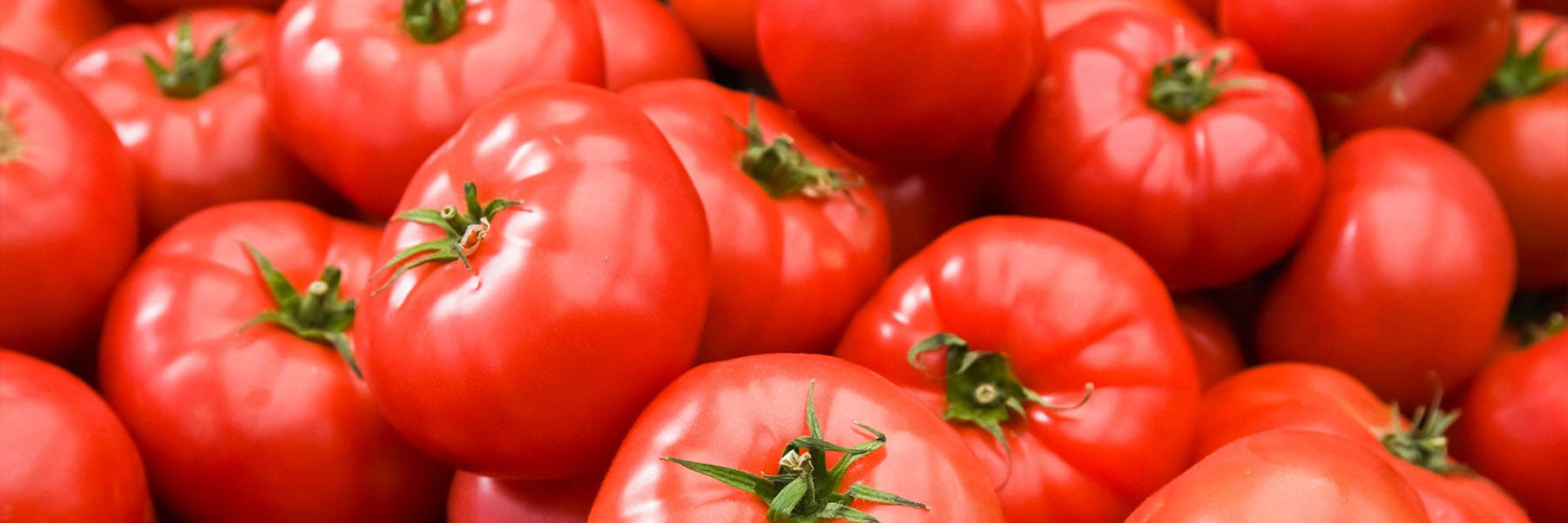 Tomato – Page 4 – Paramount Seeds Inc