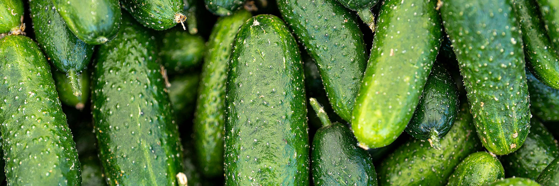 Cucumber Seeds by Paramount Seeds | Seed Company – Paramount Seeds Inc