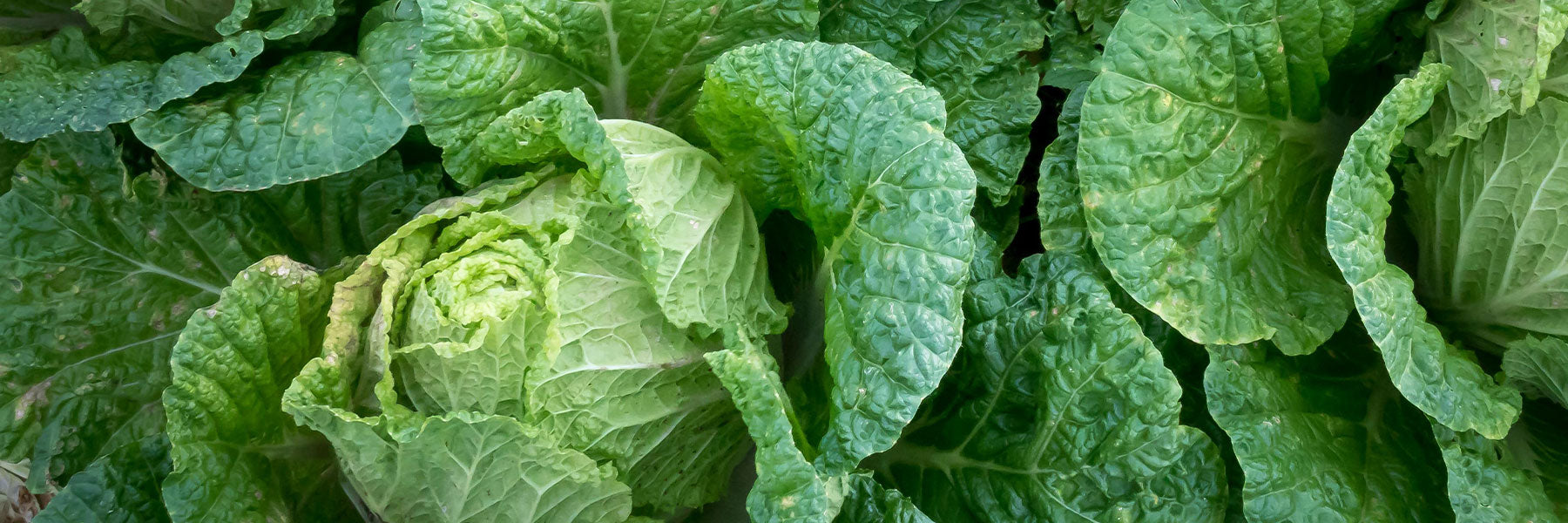 Cabbage