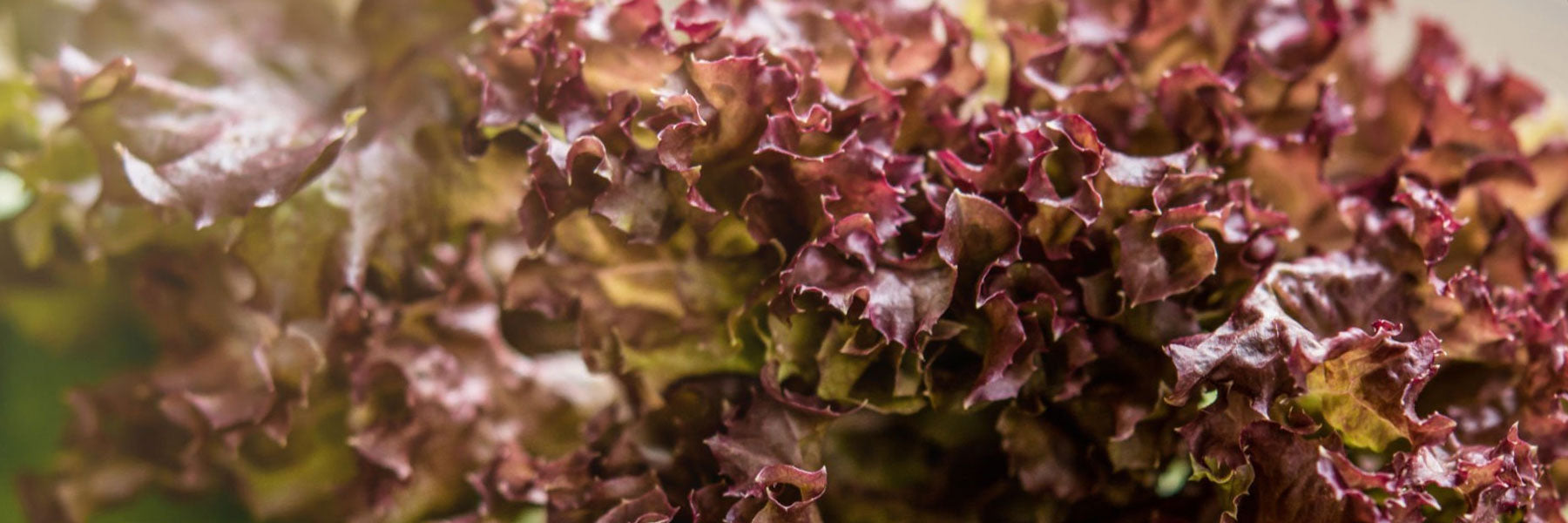 Red Lettuce Varieties