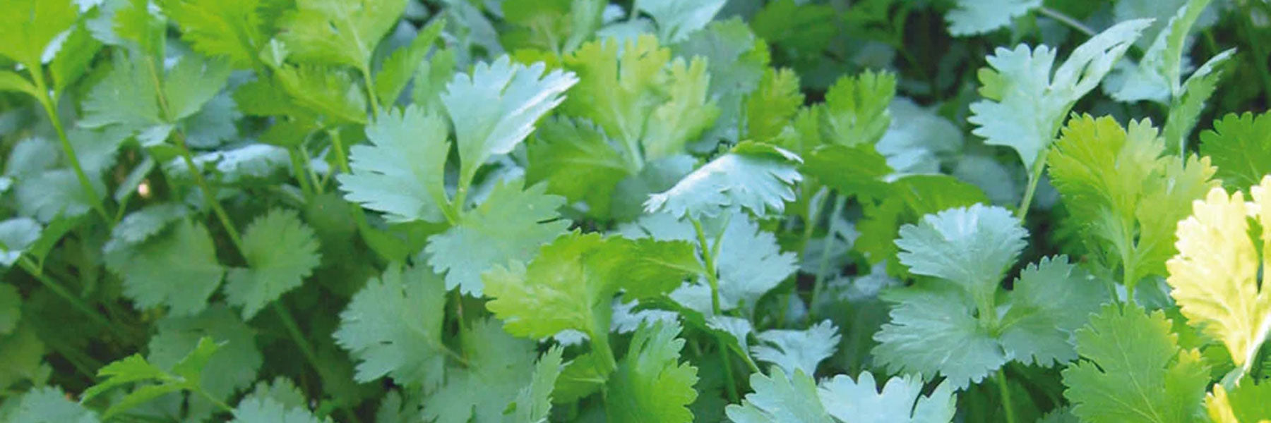 Coriander