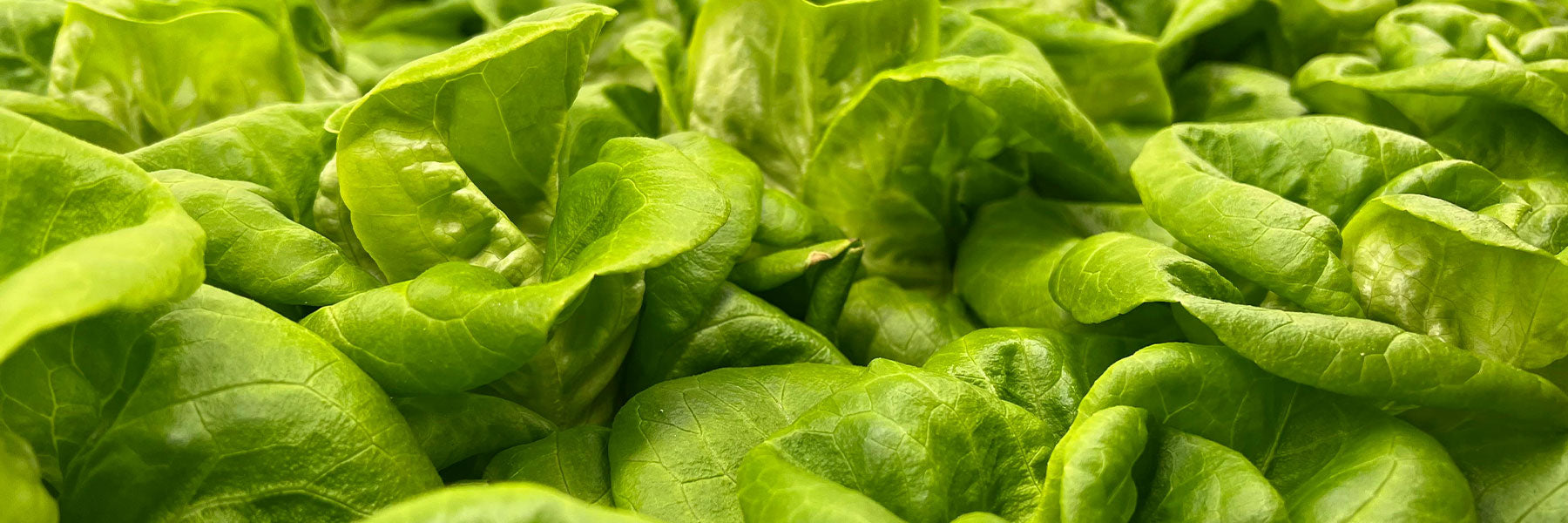 Greenhouse Lettuce Offered by Paramount Seeds | Seed Company ...