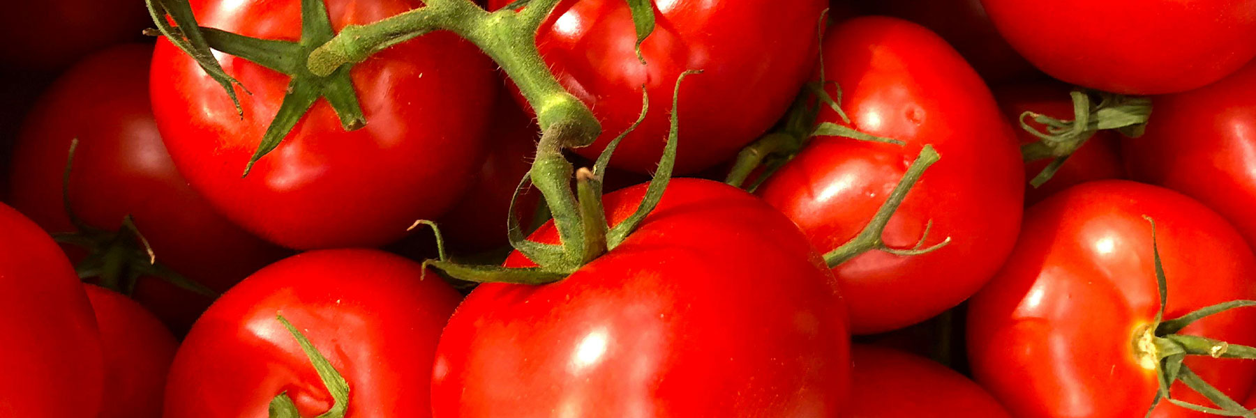 ToBRFV Resistant varieties