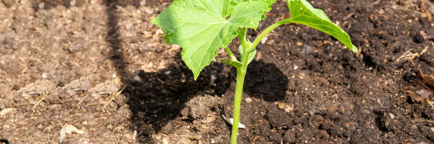 Cucumber Rootstock