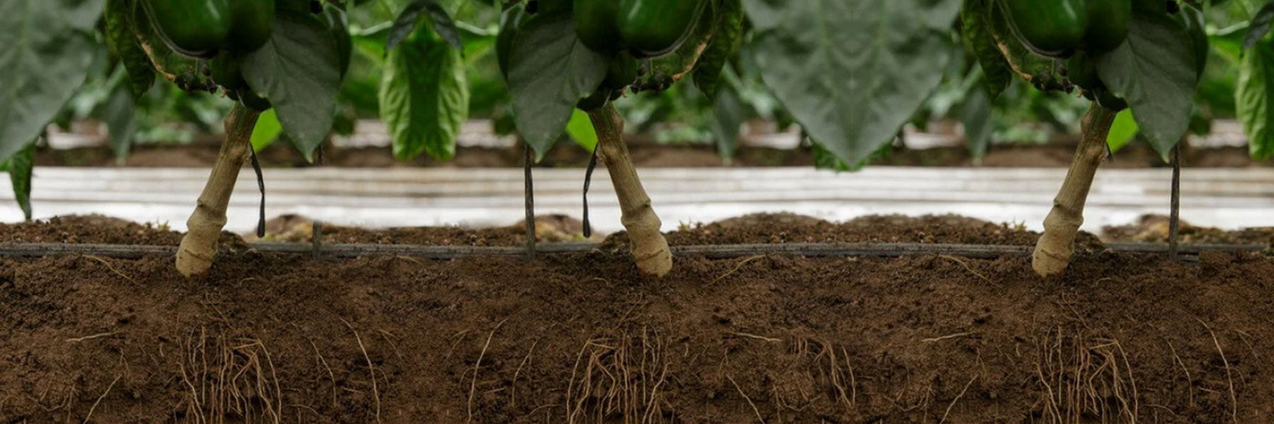 Pepper Rootstock