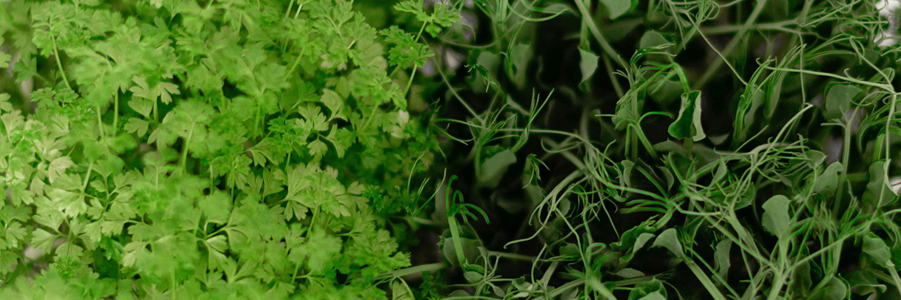 New Products – Paramount Seeds Inc
