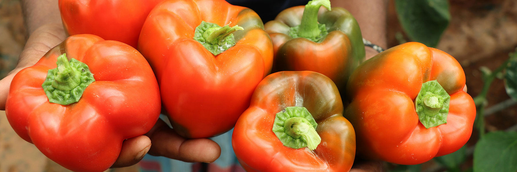 Red Pepper – Paramount Seeds Inc