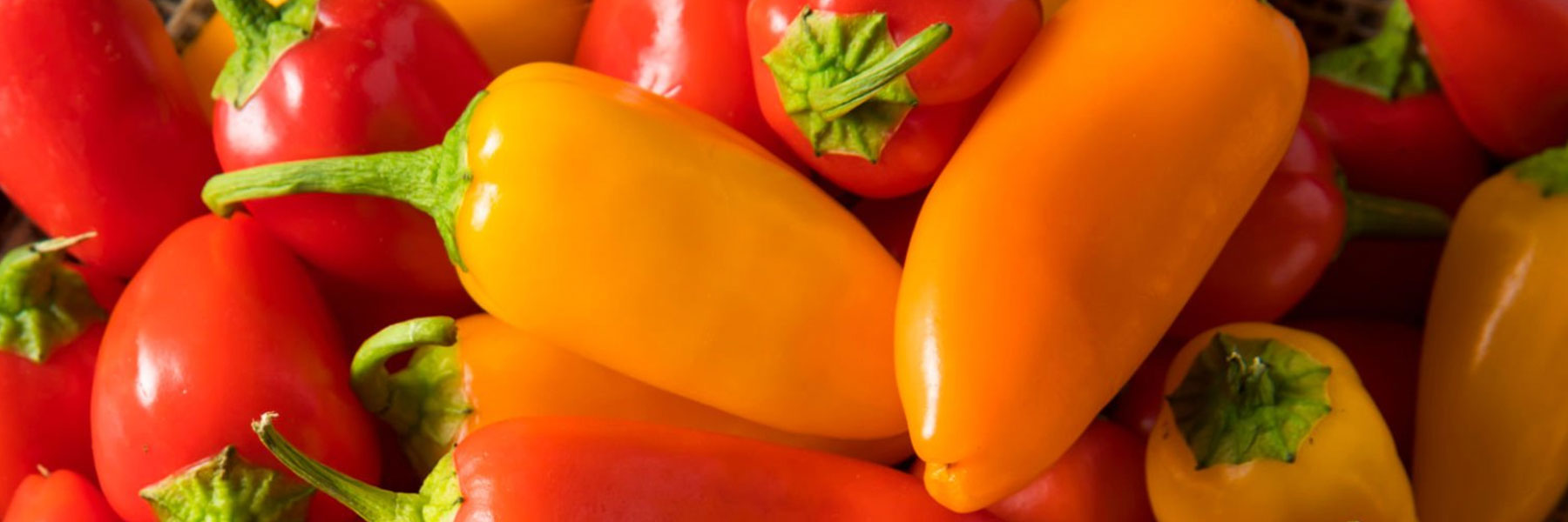 Mini Pepper Varieties – Paramount Seeds Inc