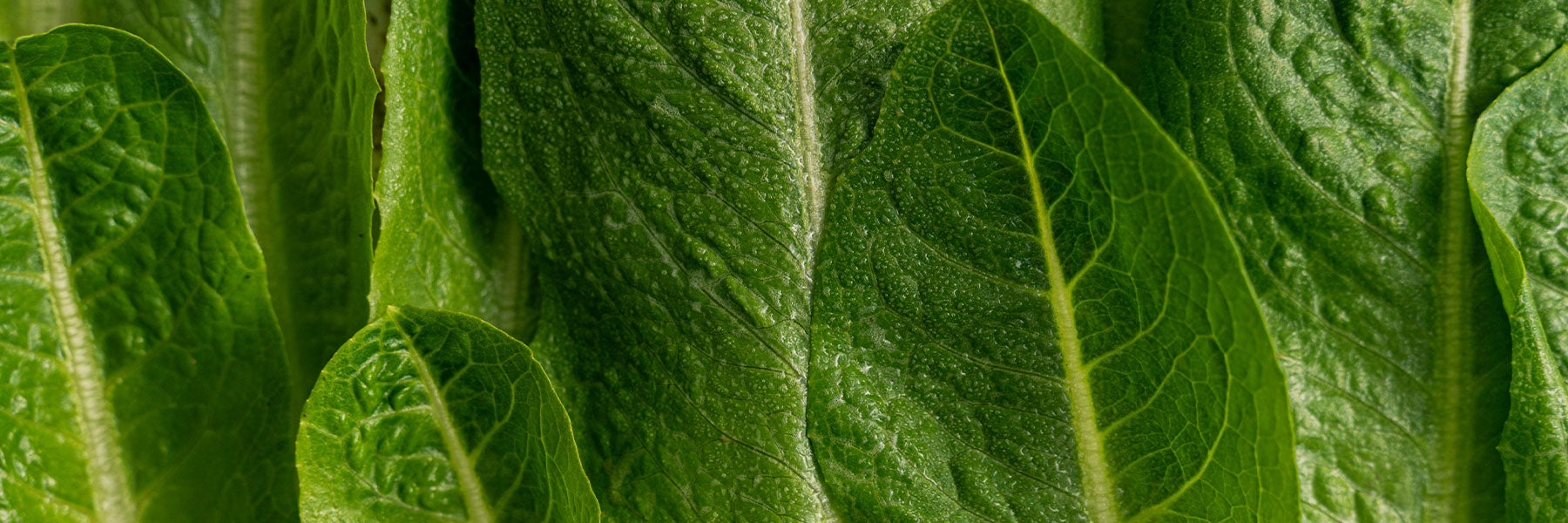 Romaine Lettuce Varieties