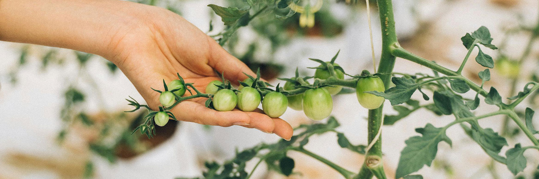 Greenhouse Seed