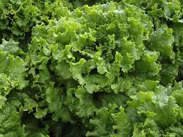 Outdoor Lettuce