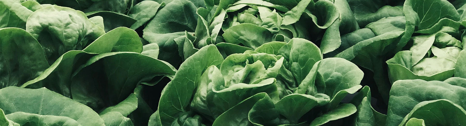 Collard Seeds & Varieties | Paramount Seeds – Paramount Seeds Inc