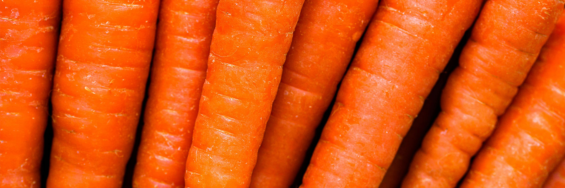 Carrot Seeds Available by Paramount Seeds | Seed Company – Paramount ...