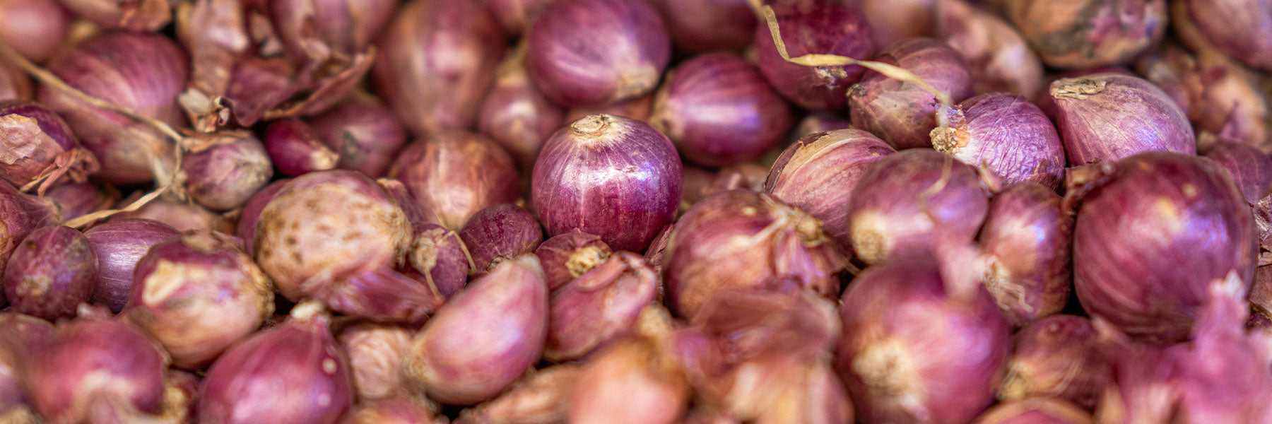 Onion - Short Day
