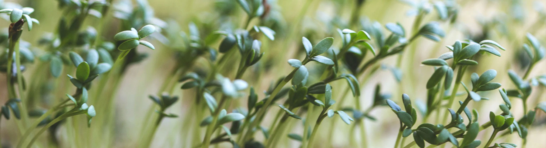 Cress Seeds by Paramount Seeds | Seed Company – Paramount Seeds Inc