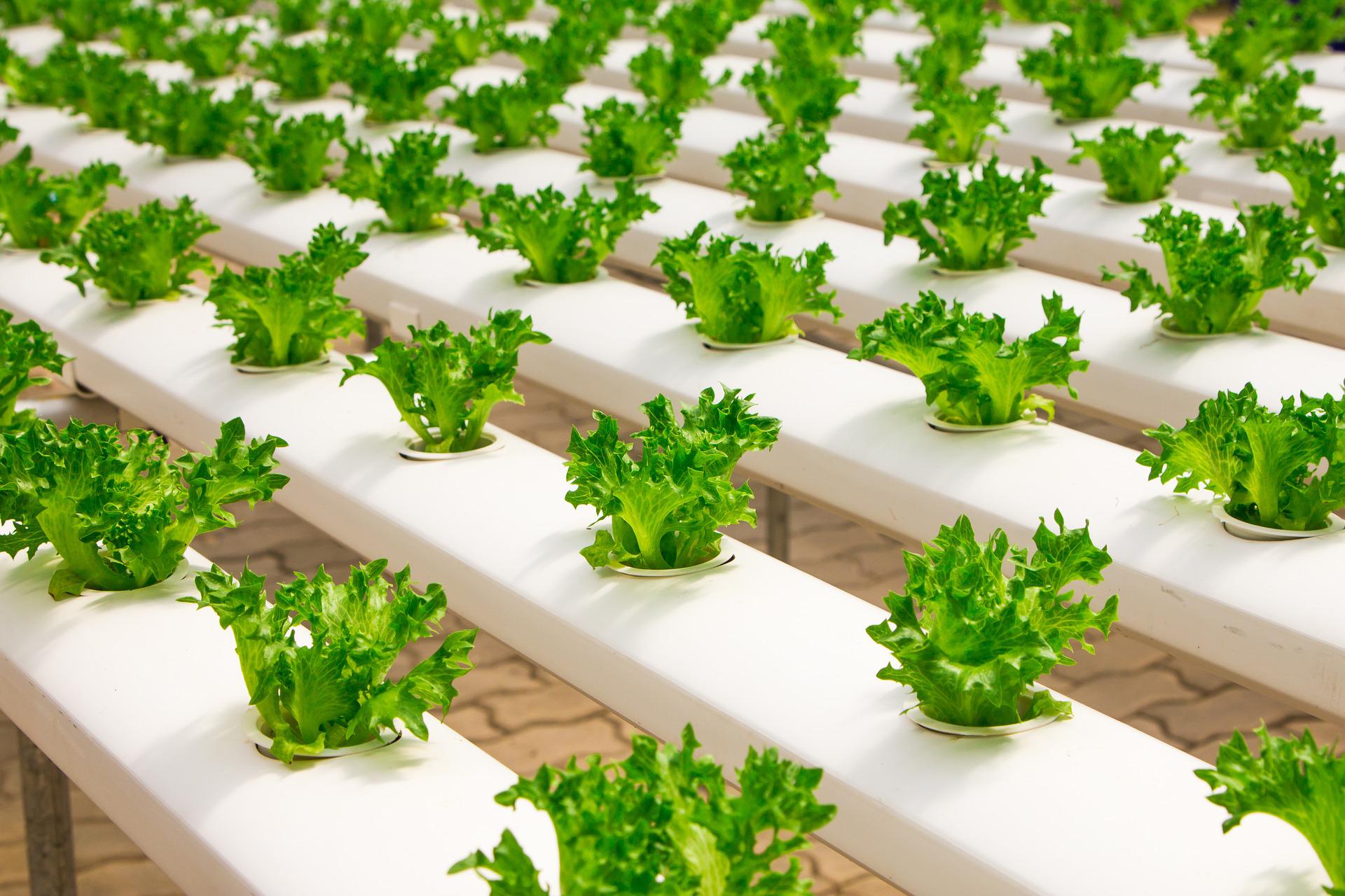 Greenhouse Production Seeds by Paramount Seeds | Seed Company ...
